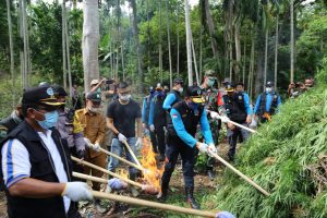 BNN Temukan 5 Hektar Ladang Ganja di Aceh Utara