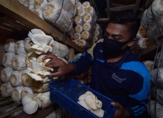 Suryadi memanen jamur tiram hasil budidayanya di Desa Cot Meureuboe, Kecamatan Kuta Makmur, Aceh Utara. (Foto/Suryadi)