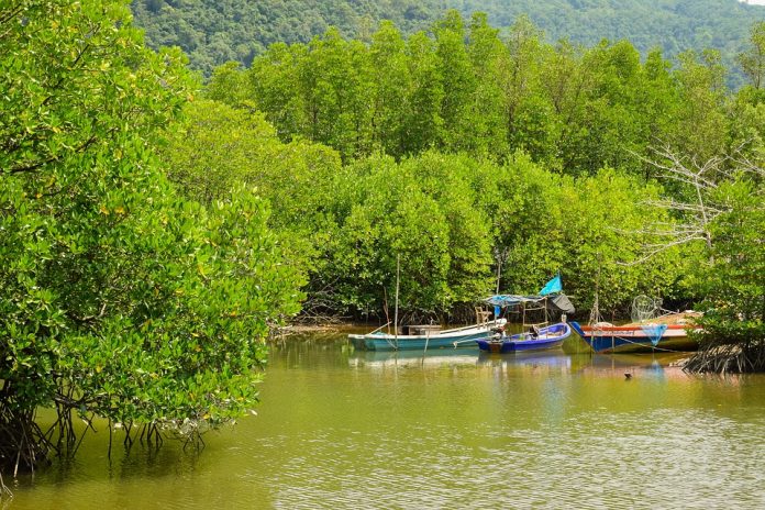 mangrove pixabay