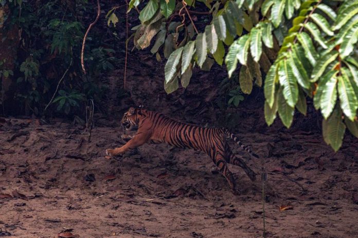 Putroe si Harimau Sumatra lepas liar