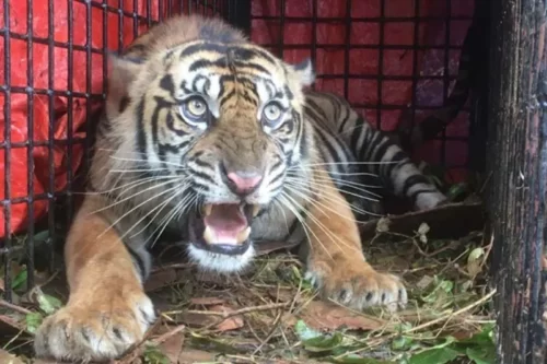 harimau tapaktuan jpg