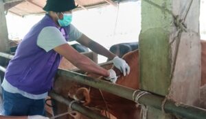 Petugas dari Balai Veteriner (B-Vet) Medan memvaksin pada ternak untuk mencegah penyebaran PMK. Foto: (Dok. DPPKP Kota Langsa