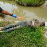 Mayat Tanpa identitas ditemukan di Gampong Pulo Dayah, Pidie. Foto: Humas Polres Pidie.